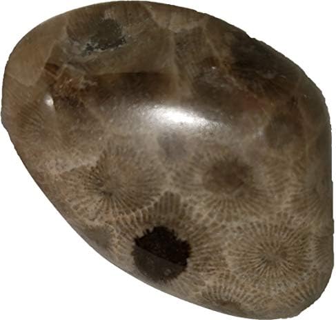 Petoskey Stone Collection from North America