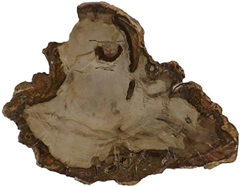 Petrified Wood Slab from Madagascar Unique Stone Slice 4-5 Inches Size