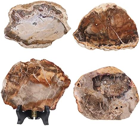 Rockcloud Natural Petrified Wood Slab with Stand for Home Office Decoration