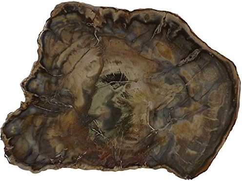 Petrified Wood Slab from Madagascar Unique Stone Slice 4-5 Inches Size