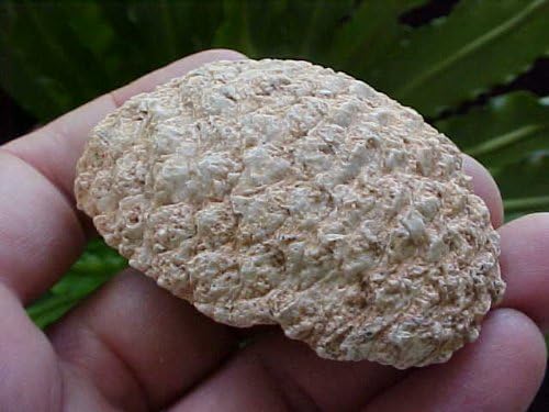 ZS0207 Gemquartz Petrified Half Pine Stone