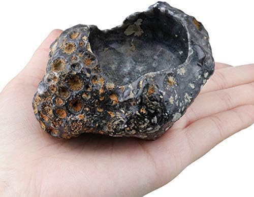 Sharvgun Door Candles Air Plant Holder Coral Fossil Natural Raw Stone Crystal Healing Table Wedding Decoration