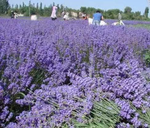 Natural Dried Lavender Buds 100g Bulk for Crafts and Fragrance