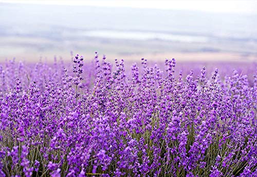 Pre de Provence Lavender Sachet Collection 150 Grams
