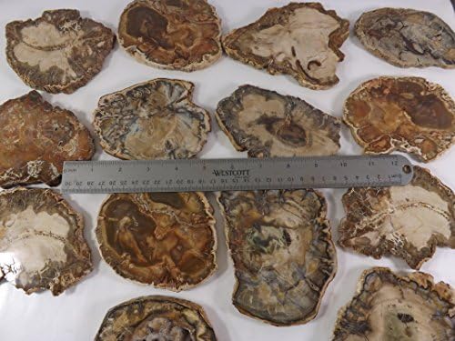 Petrified Wood Slab from Madagascar Unique Stone Slice 4-5 Inches Size