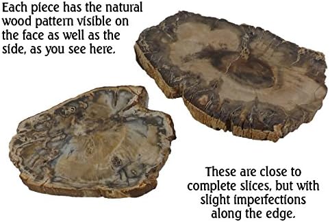 Petrified Wood Slab from Madagascar Unique Stone Slice 4-5 Inches Size