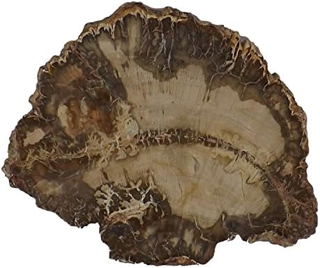 Petrified Wood Slab from Madagascar Unique Stone Slice 4-5 Inches Size