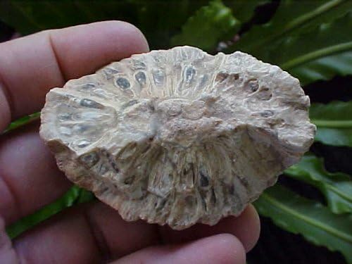 ZS0207 Gemquartz Petrified Half Pine Stone