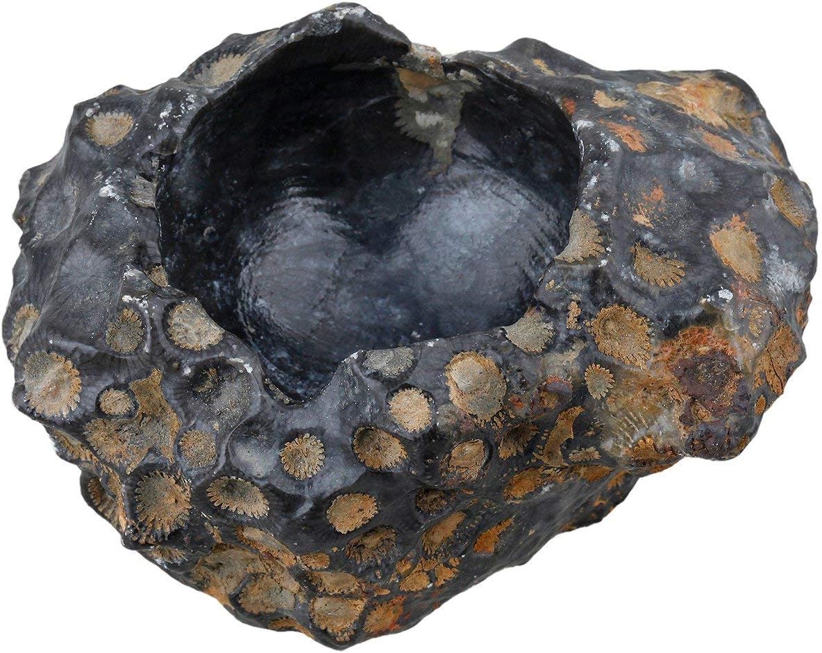 Sharvgun Door Candles Air Plant Holder Coral Fossil Natural Raw Stone Crystal Healing Table Wedding Decoration