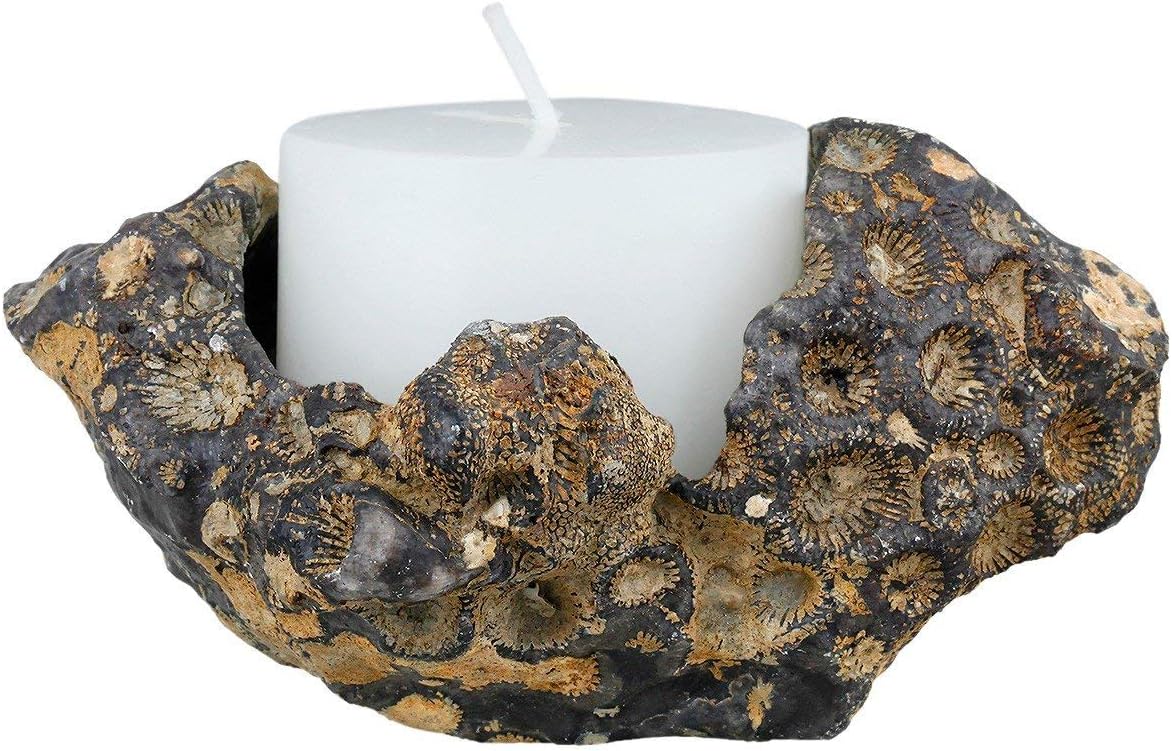 Sharvgun Door Candles Air Plant Holder Coral Fossil Natural Raw Stone Crystal Healing Table Wedding Decoration