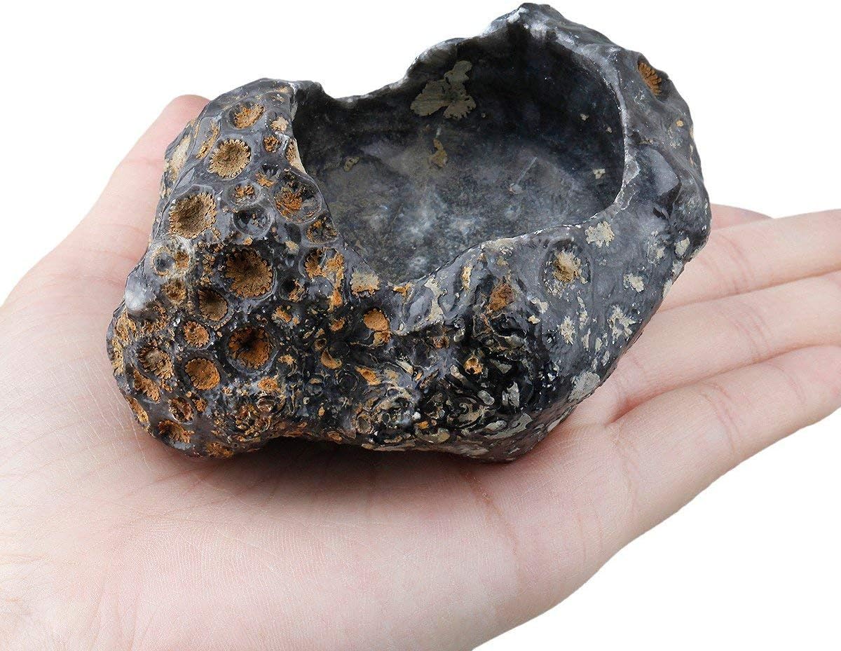 Sharvgun Door Candles Air Plant Holder Coral Fossil Natural Raw Stone Crystal Healing Table Wedding Decoration