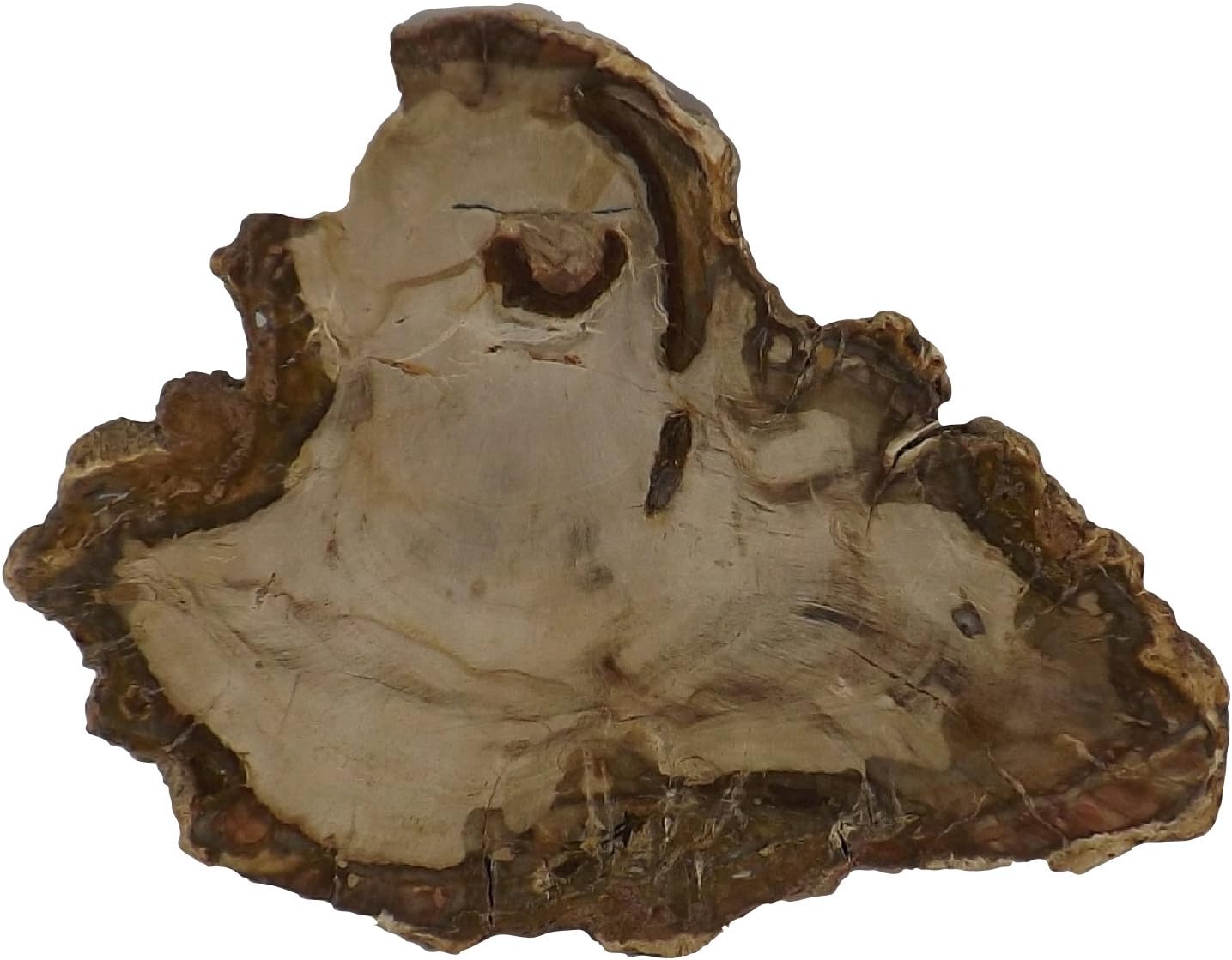 Petrified Wood Slab from Madagascar Unique Stone Slice 4-5 Inches Size