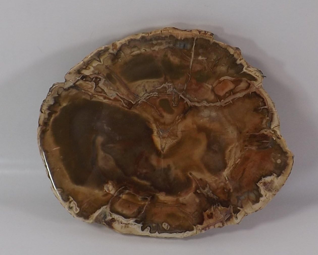 Petrified Wood Slab from Madagascar Unique Stone Slice 4-5 Inches Size