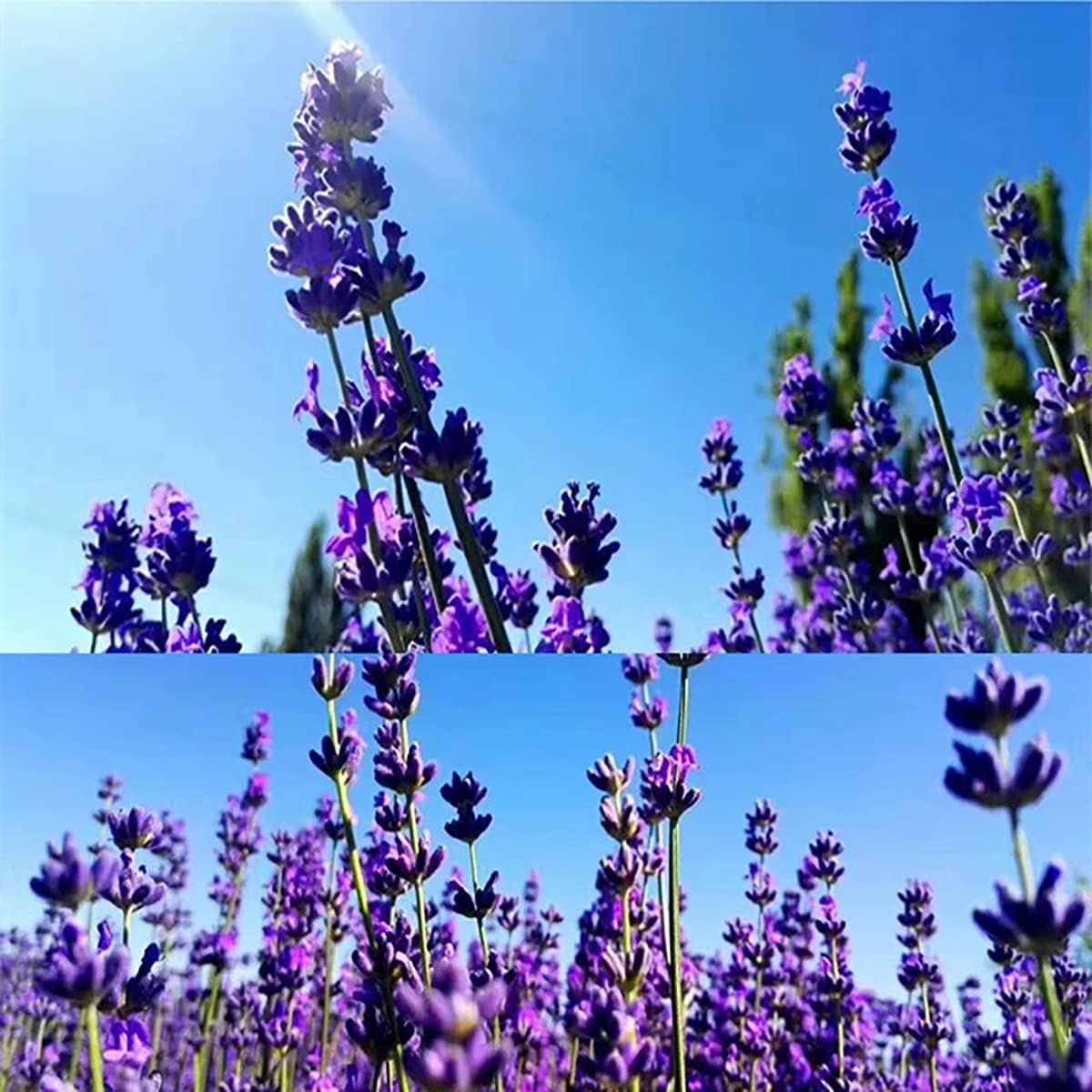 500g Natural Dried Lavender Flowers for Sachets and Crafts