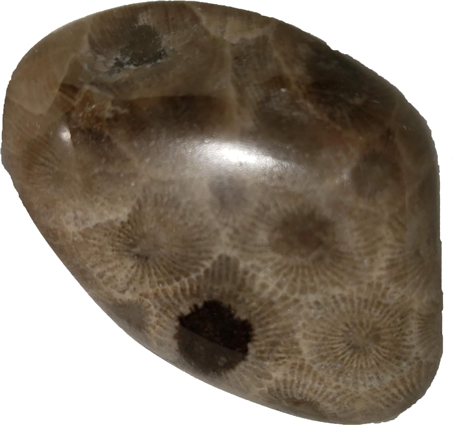 Petoskey Stone Collection from North America
