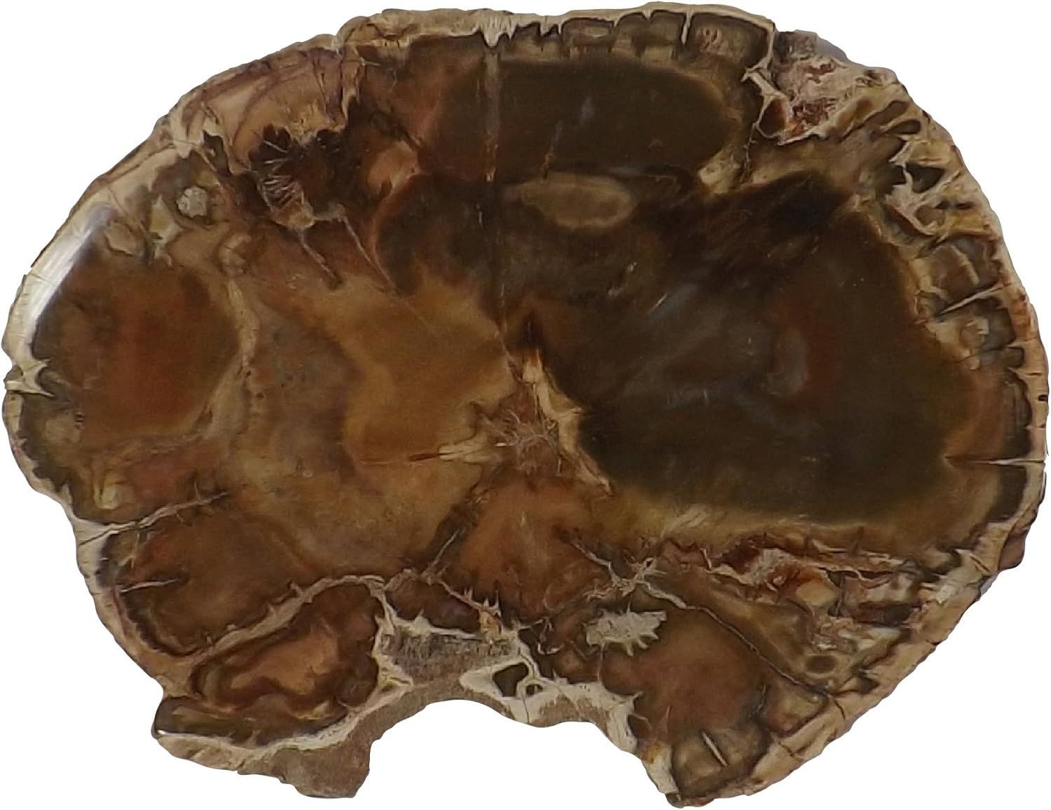 Petrified Wood Slab from Madagascar Unique Stone Slice 4-5 Inches Size