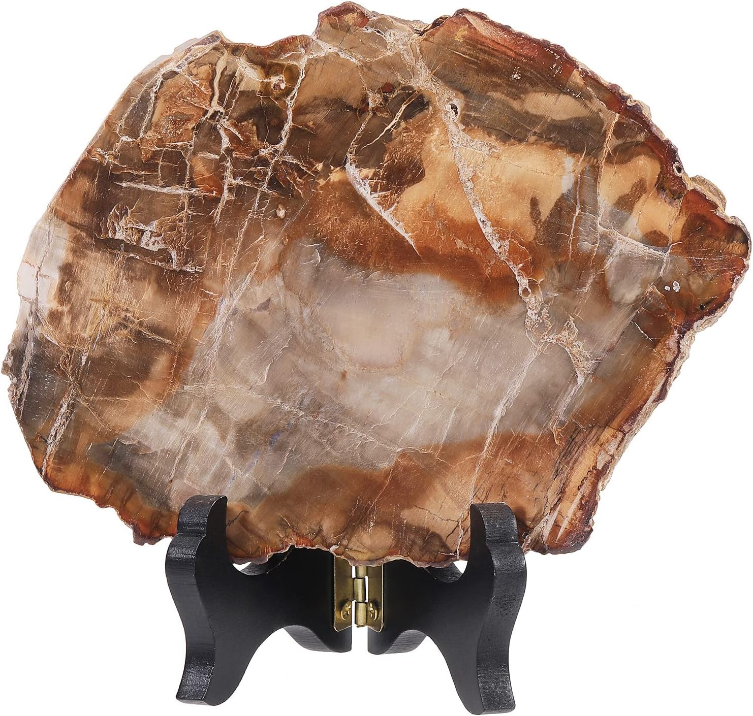 Rockcloud Natural Petrified Wood Slab with Stand for Home Office Decoration