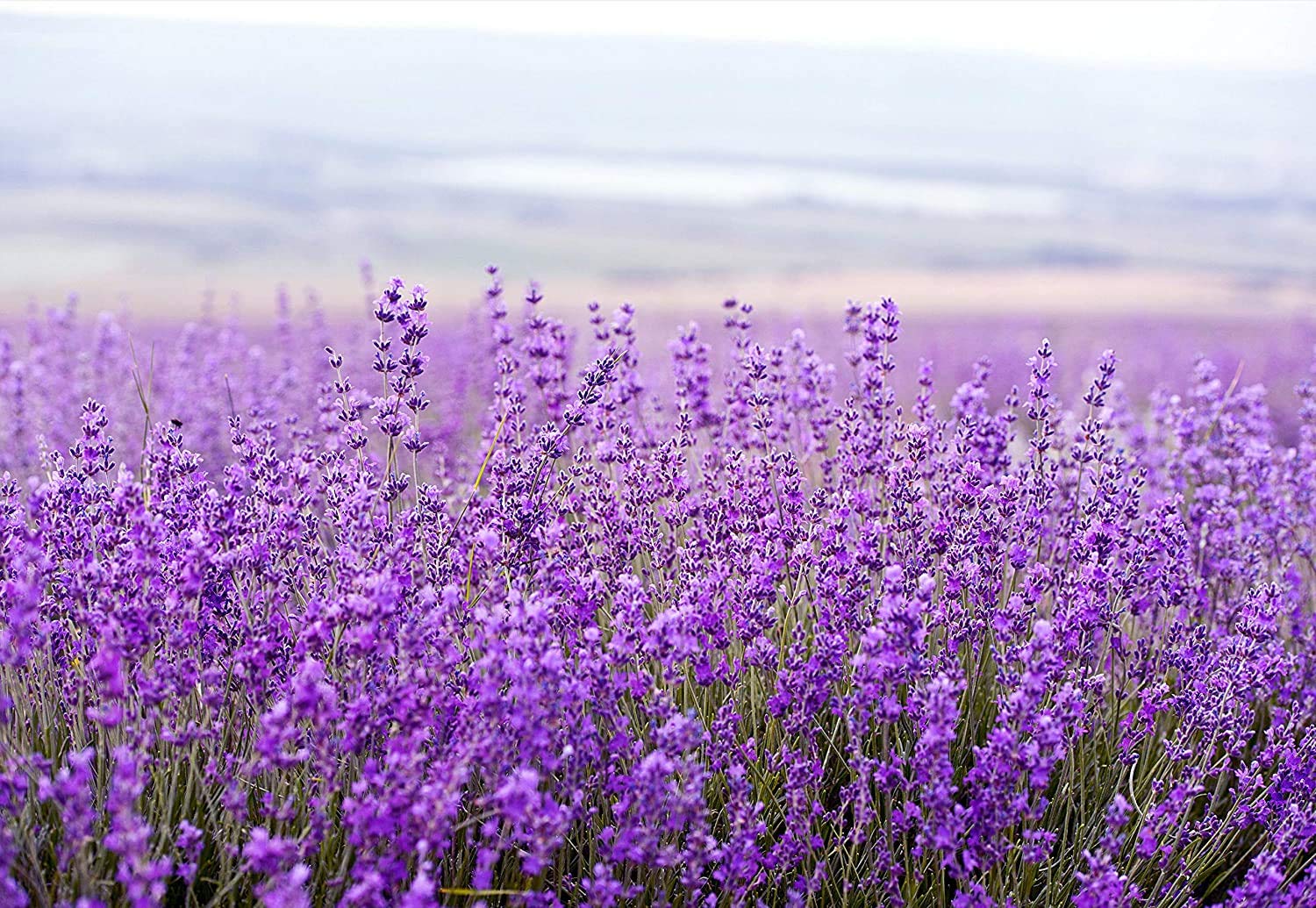 Pre de Provence Lavender Sachet Collection 150 Grams