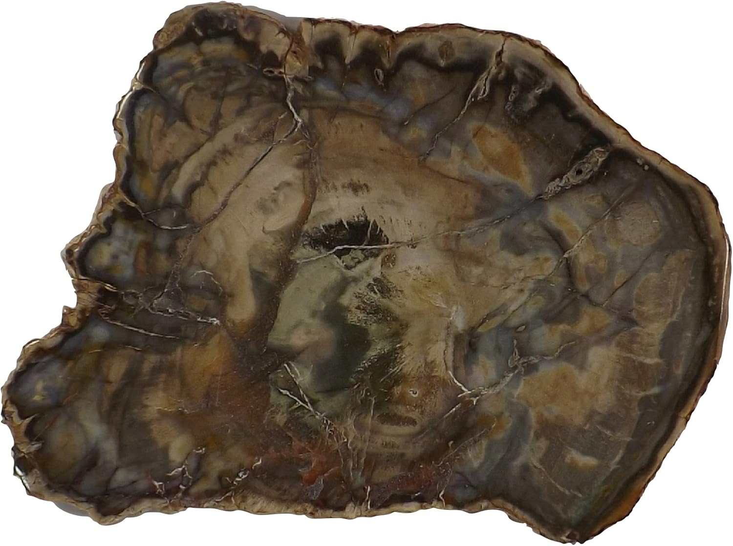 Petrified Wood Slab from Madagascar Unique Stone Slice 4-5 Inches Size