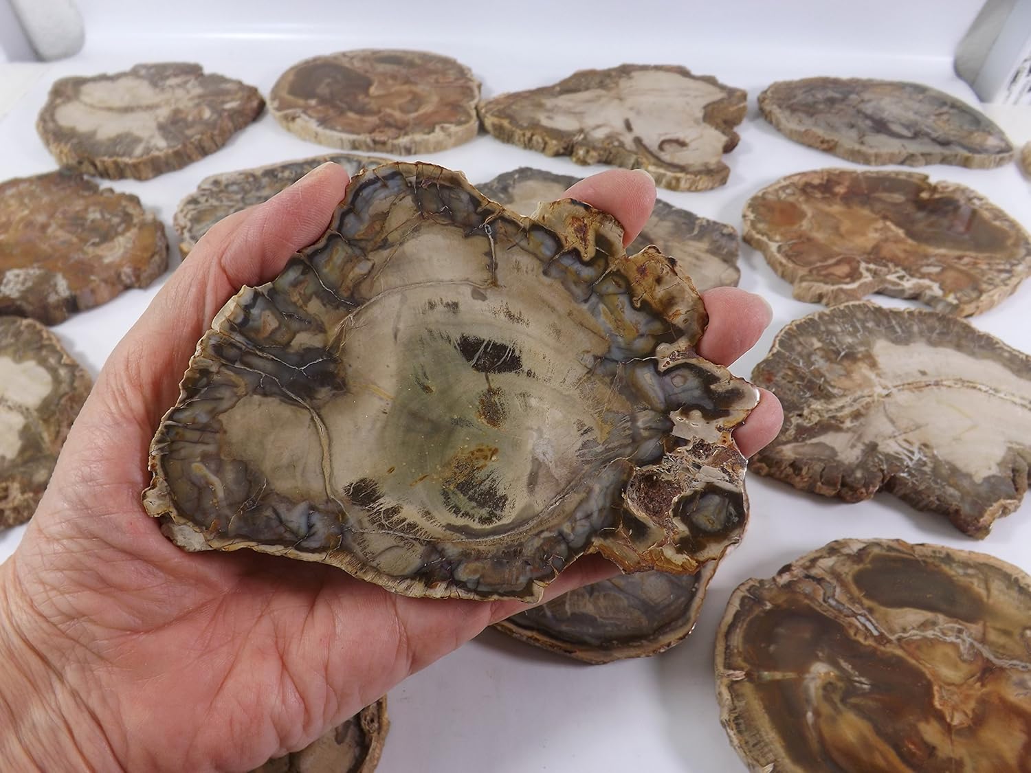 Petrified Wood Slab from Madagascar Unique Stone Slice 4-5 Inches Size